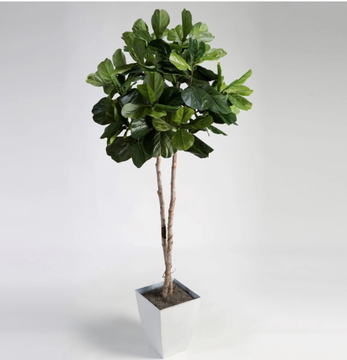 Fiddle Leaf Fig Tree in Metal Container - 7 Ft