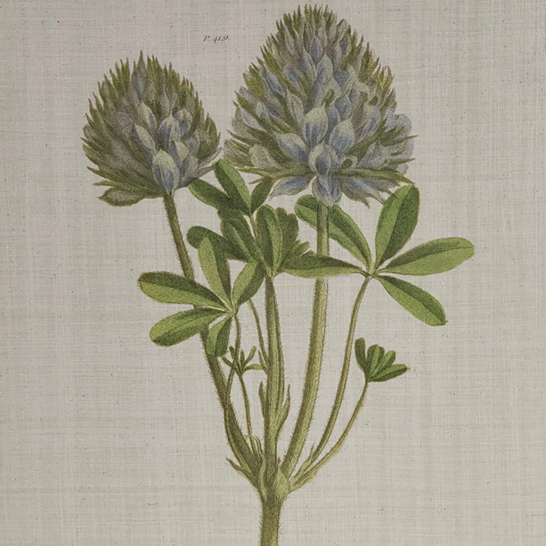 Herbal Botany (Set of 4) - Image 4