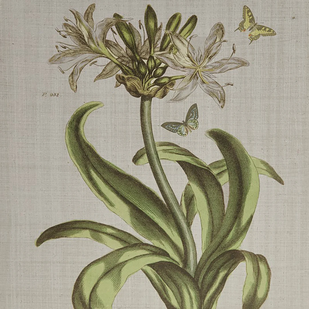 Herbal Botany (Set of 4) - Image 5