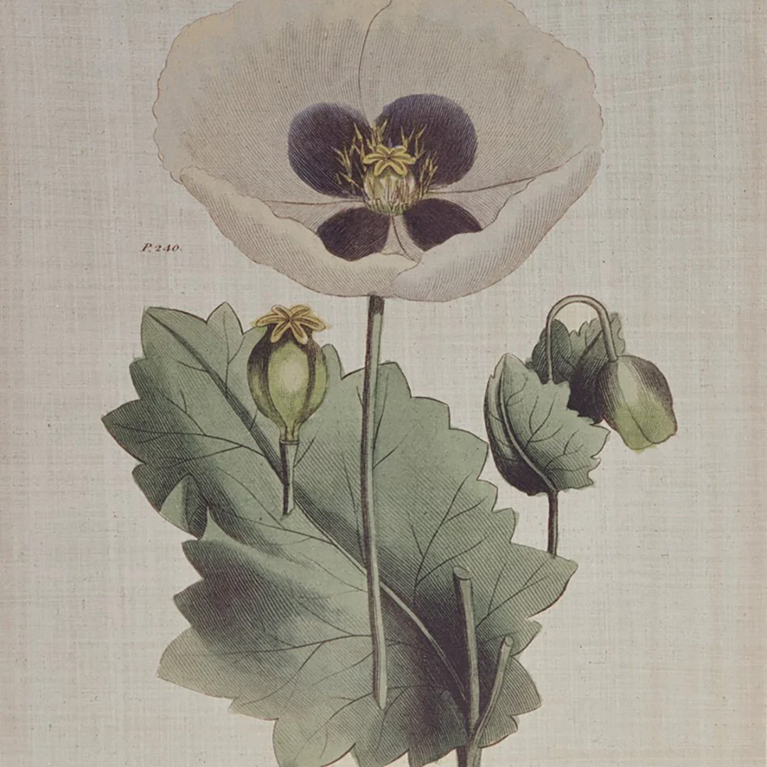Herbal Botany (Set of 4) - Image 7